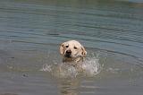 LABRADOR 1082